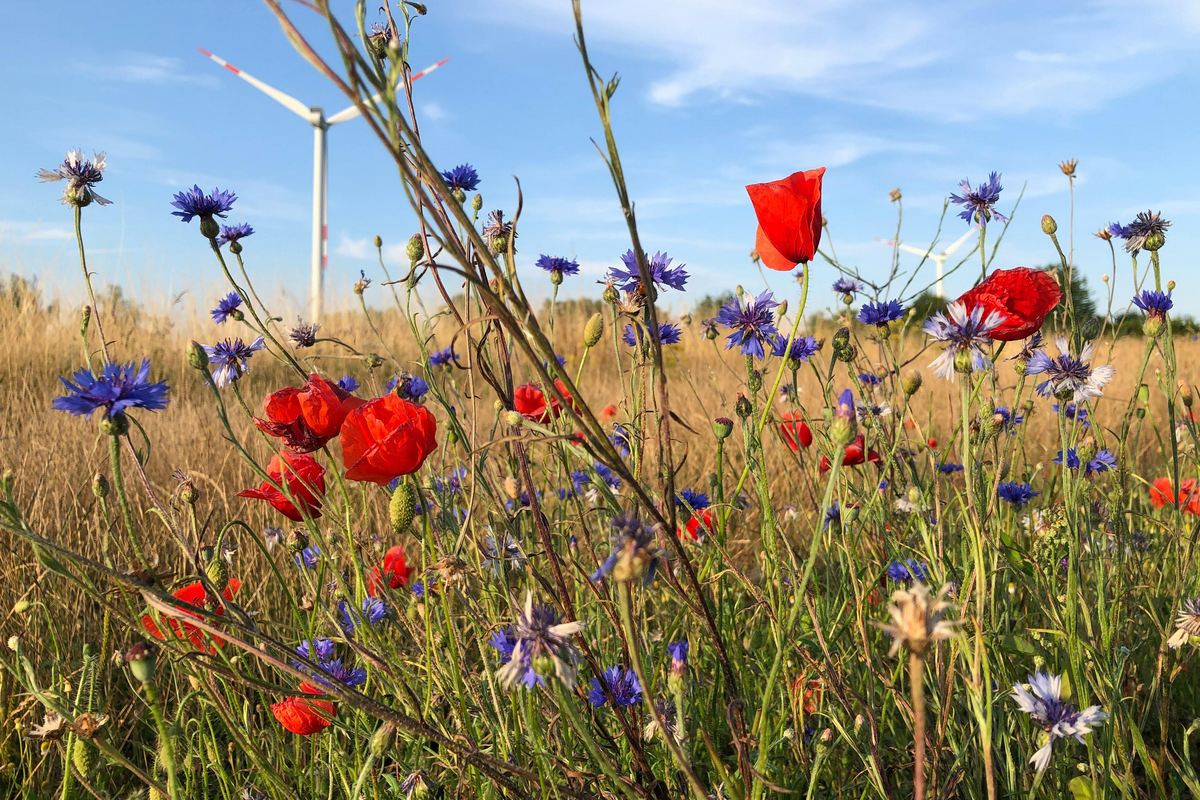 guia para proteger suas flores